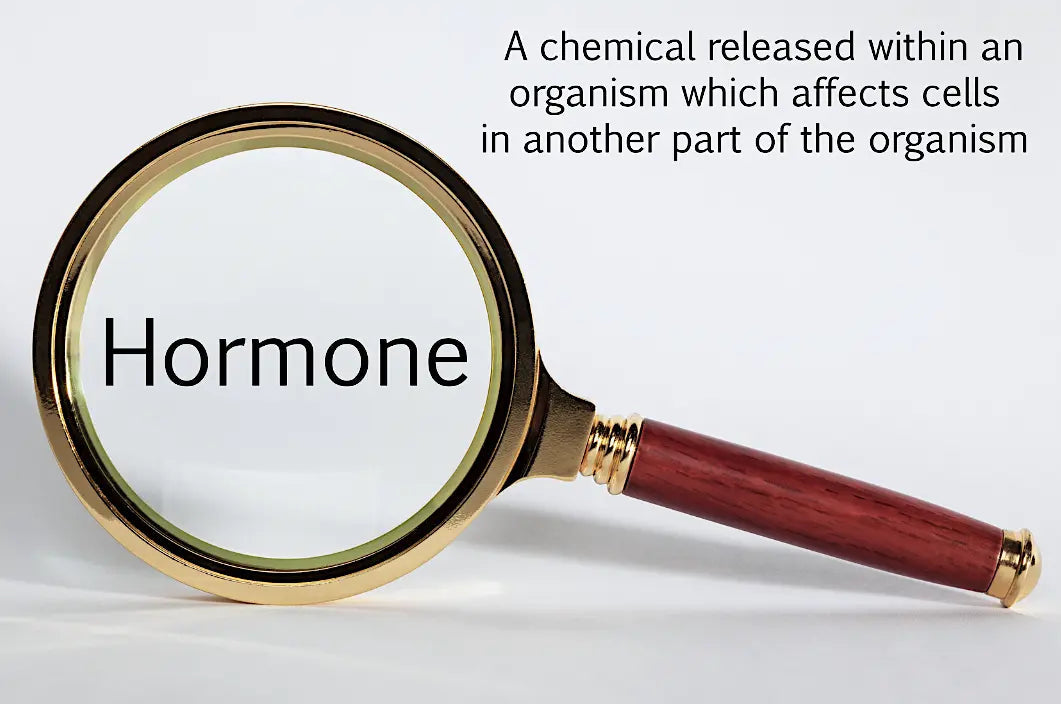 A magnifying glass over the word ‘hormone’ — symbolic of the invisible emotional systems shaping a woman’s daily experience