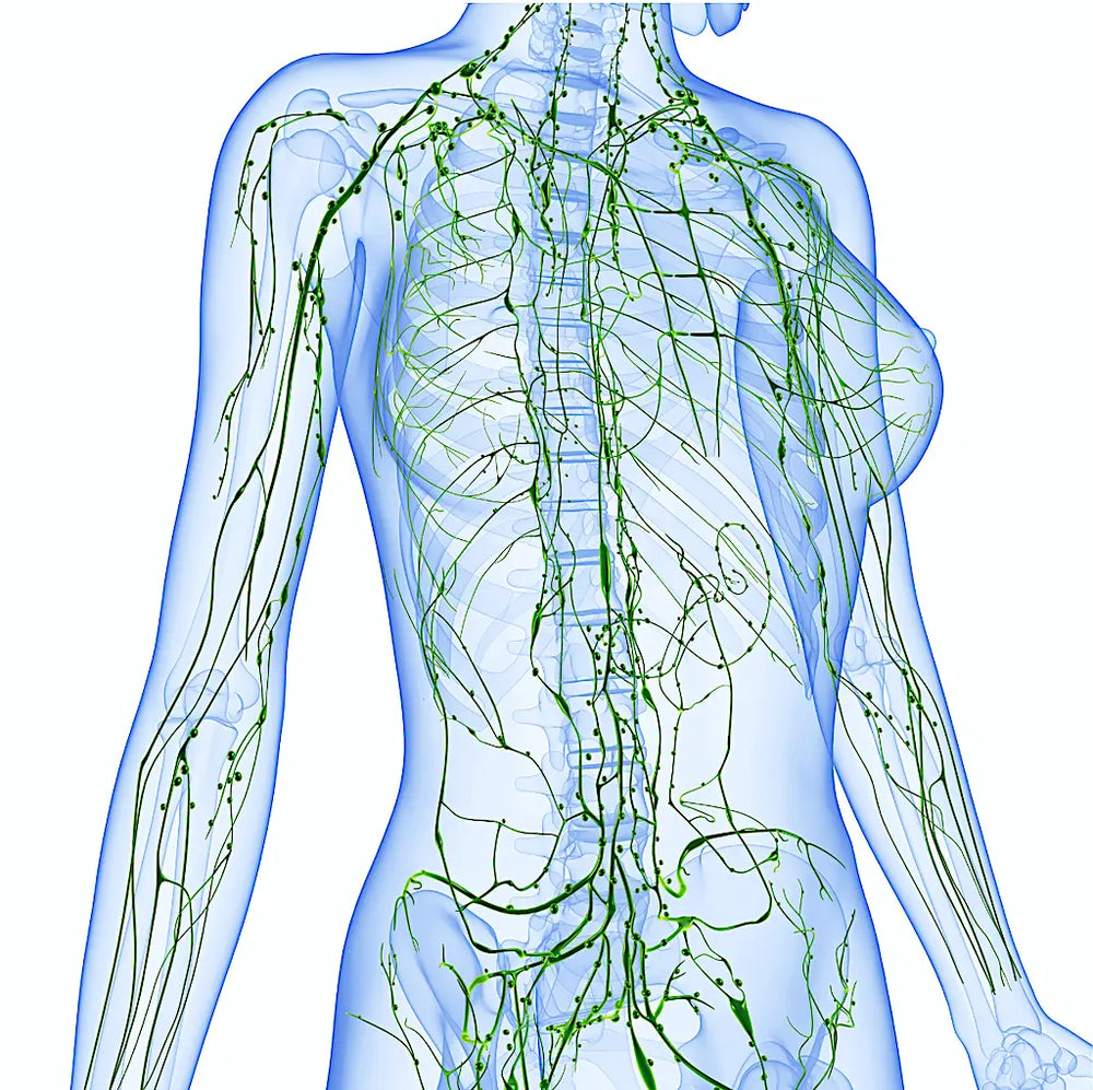 Medical illustration of the human lymphatic system showing lymph nodes and vessels.