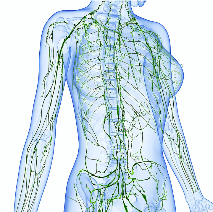 Medical illustration of the human lymphatic system showing lymph nodes and vessels.